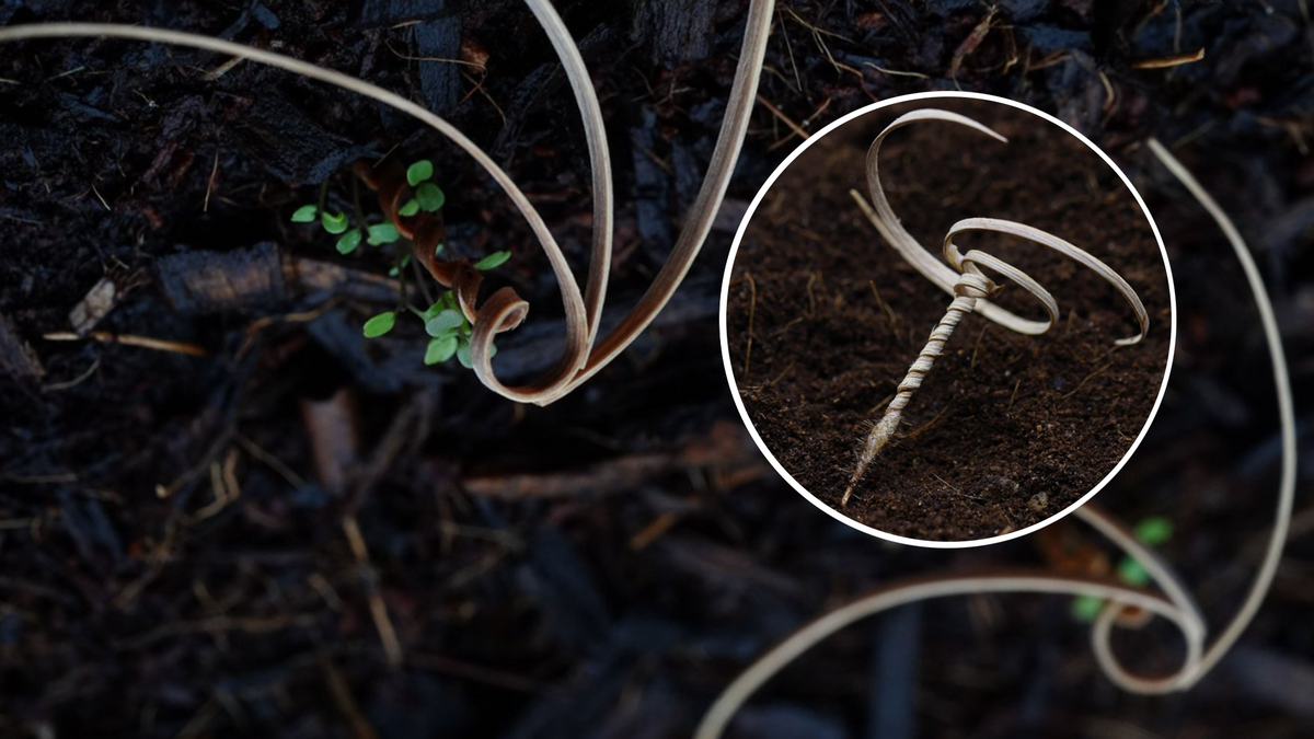 A Tiny Robot that can Reforest the Planet