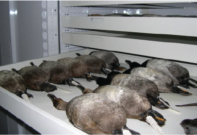 Natural History Museum Secret to Preserve the Bird Specimens