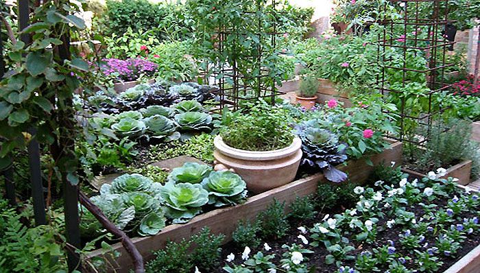 Organic Kitchen Gardening