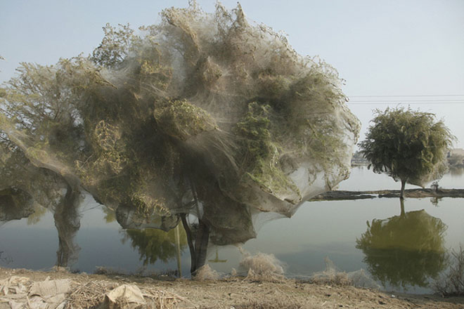 Trees in Pakistan are invaded by spiders