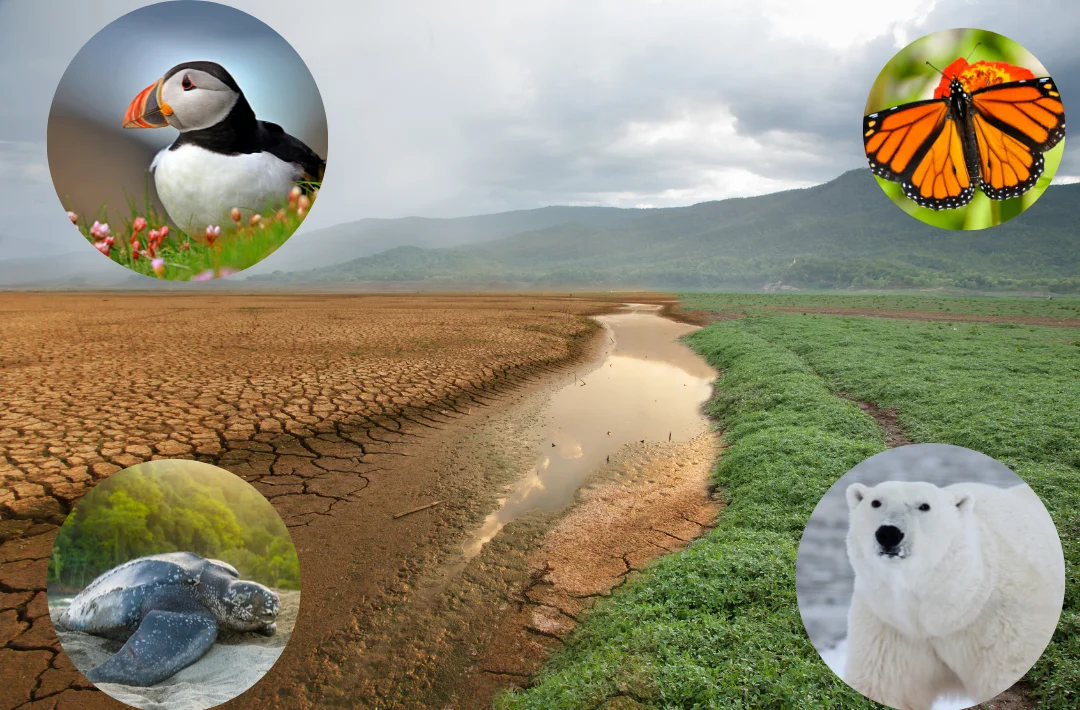 Saving Our Wildlife: Combating Climate Change Together